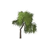willow tree green summer outdoor