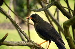 Ave Bird Eating