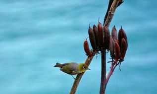 Bird Green Blue