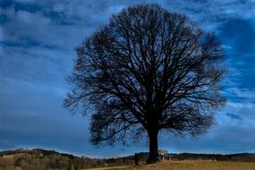 large autumn tree against a blue sky