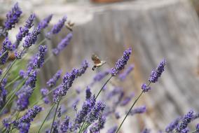 Insect Italy Nature