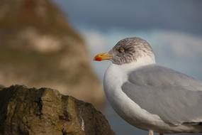 Seagull Bird