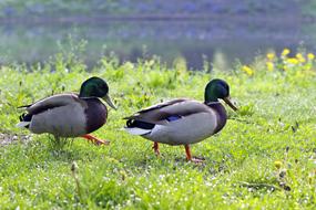 Ducks Wandering Crossword