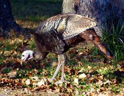 Turkey Wild