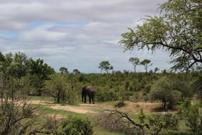 elephant on safari