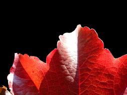 red beautiful autumn leaf