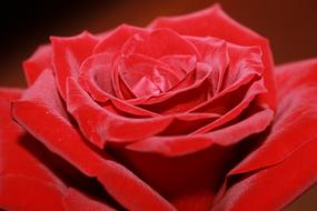 close up of a rose