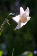 white flower on a stem on a green background