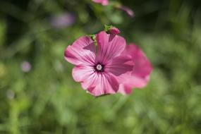 Flower Pink Petals