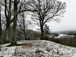 winter trees in the snow