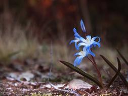 pretty blue flower