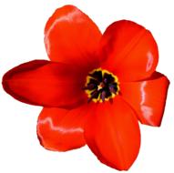 Tulips Crown