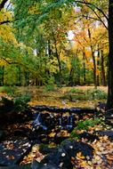 Autumn Park Foliage
