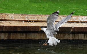 bird soaring over the water