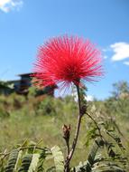 Caliandra Cerrado Flower