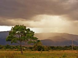 Casanare Sunset Tree