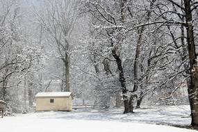 Winter Snow Cold