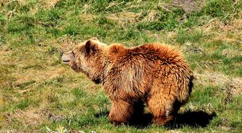 European Brown Bear Wild Animal
