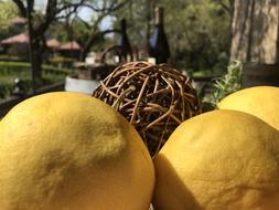 summer citrus fruits
