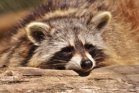 Raccoon Wild Animal Furry