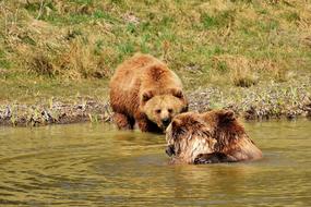 floating bears in the river