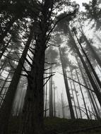 misty morning forest