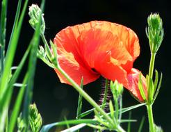 Poppy Flower Red
