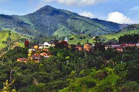 trees Ecuador Landscape