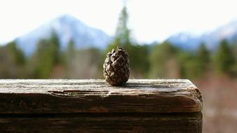 Pine Cones Small Mountains