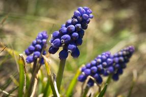 Spring Floral Flowers