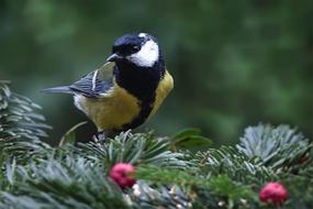 Bird Tit Parus Major