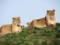 Lion Young Cub