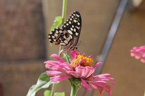 cute butterfly on a pink flower
