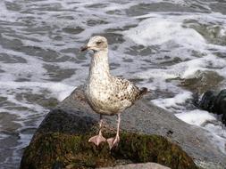 Seagull Baltic Sea Water