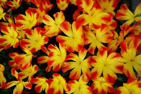 Autumn flowers background