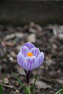a big flower in the fall forest