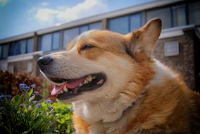 Welsh Corgi Dog