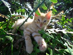 Cat Yard Plant