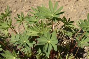Sprout Lupin Leaves