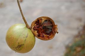 Pomegranate Fruits Marcio