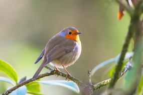 Robin Bird Erithacus Rubecula