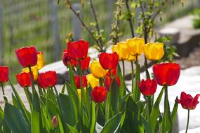 beautiful tulips blooming in the garden