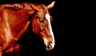 Brown horse on black background