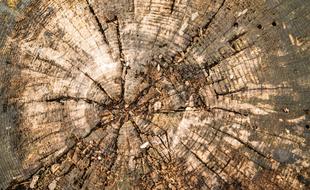 Wood Log Texture