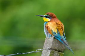 European Bee Eater Bird Nature