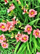 Flowers Blue Ridge North Carolina