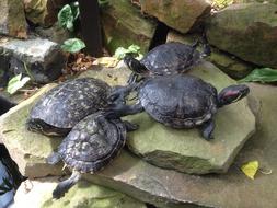 Terrapins Turtles Sliders