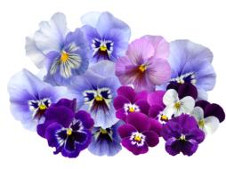 background of flowers on a white background