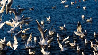 birds in the river