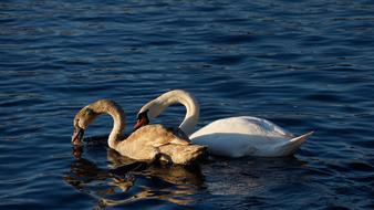 cute swans in the pond